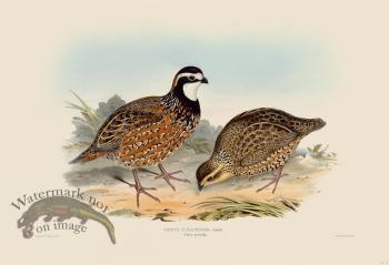 02 Cuban Partridge